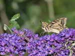 DSC_0697.jpg