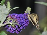 DSC_0690.jpg