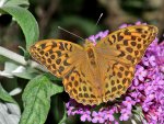 DSC_0731.jpg