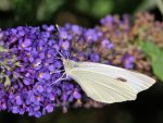 DSC_0796.jpg