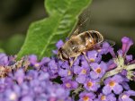 DSC_0813.jpg