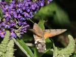 DSC_0751.jpg