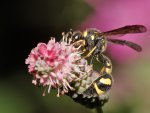 DSC_1419.jpg