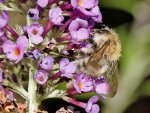 DSC_1423.jpg