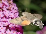 DSC_1457.jpg