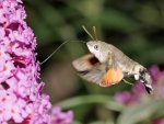 DSC_1458.jpg