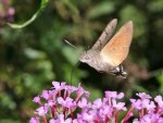 DSC_2938.jpg