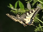 DSC_3074.jpg
