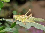 DSC_3145.jpg