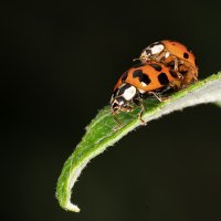 Sex in der Speisekammer