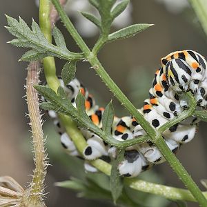 Papilio machaon - Raupe