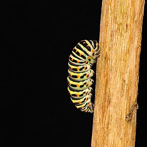 Papilio machaon, von der Raupe zur Puppe