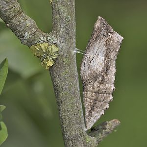 Papilio machaon - Puppe in braun