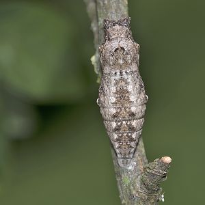 Papilio machaon - braune Puppe