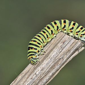 Papilio machaon Raupe
