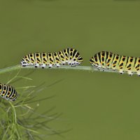 Papilio machaon Raupen