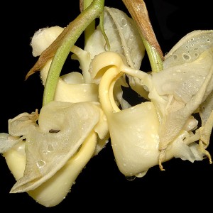 Coryanthes vasquezii