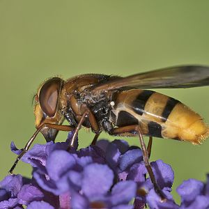 Volucella zonaria (Hornissenschwebfliege)
