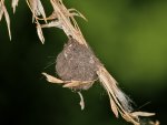 DSC_0248.jpg