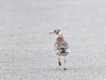 DSC_0271_DxO.jpg