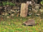 DSC_6293.jpg