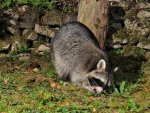 DSC_6439.jpg
