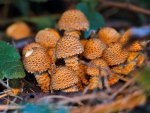 DSC_3202.jpg