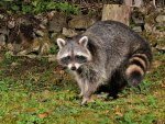 DSC_6595.jpg