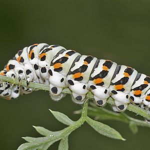 Papilio machaon - Raupe