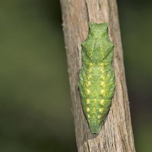 Papilio machaon - Puppe in grün