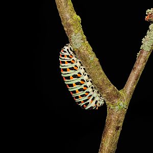 Papilio machaon - Raupe bindet sich an
