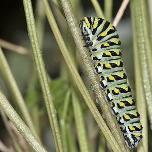 Papilio machaon - Raupe an Petersilie