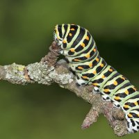 Papilio machaon Raupe