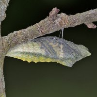 Papilio machaon Puppe
