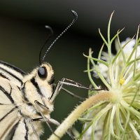 Papilio machaon mit Ei an Daucus carota