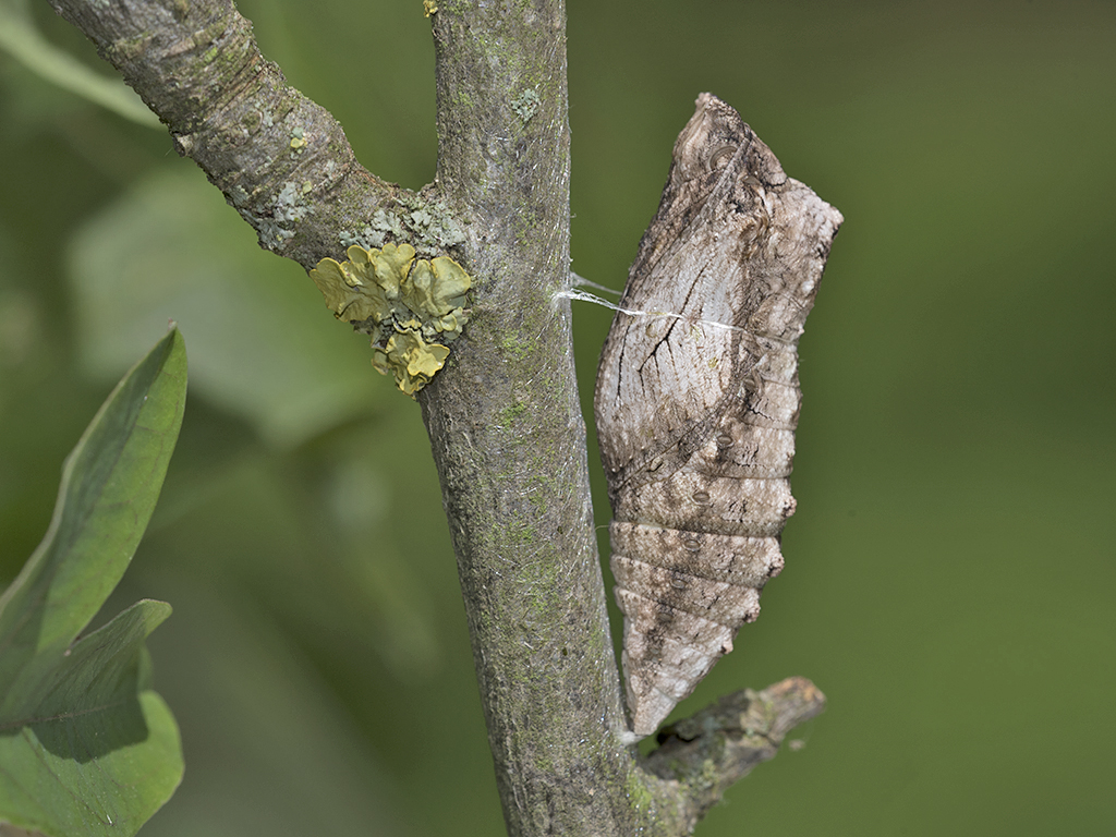 Papilio machaon - Puppe in braun